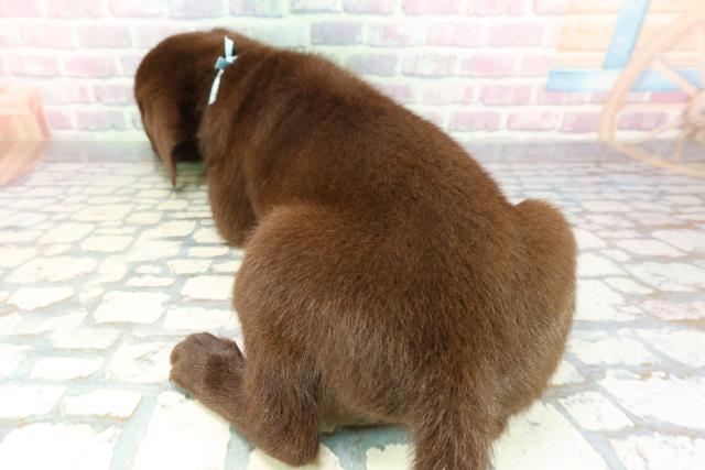 埼玉県のラブラドールレトリーバー (Coo&RIKUアニマルケアセンター大宮/2026年1月14日生まれ/男の子/チョコレート)の子犬の4枚目の画像