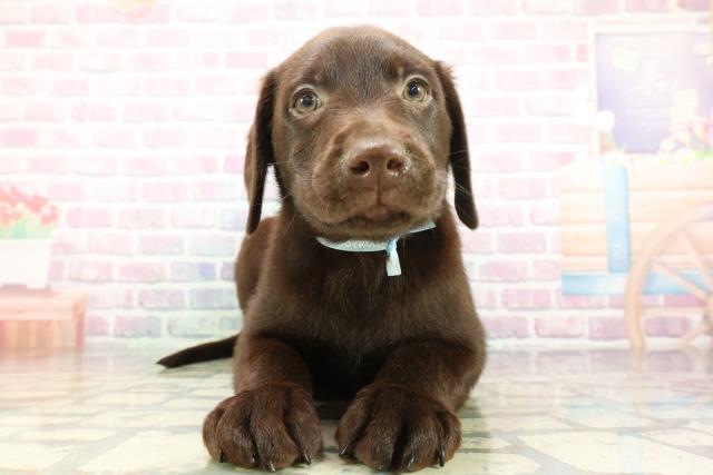 福島県のラブラドールレトリーバー (Coo&RIKUいわき店/2026年1月14日生まれ/男の子/チョコレート)の子犬の1枚目の画像