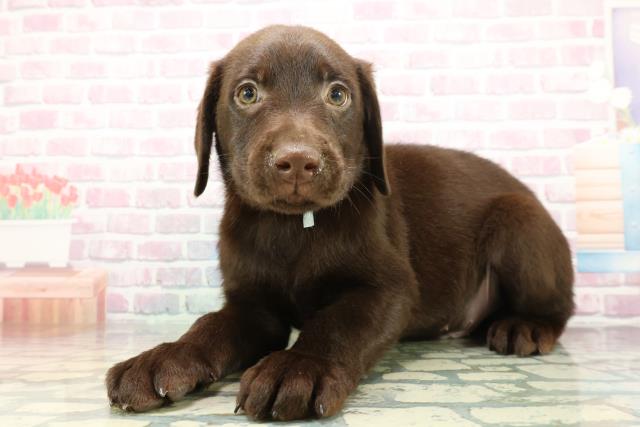 福島県のラブラドールレトリーバー (Coo&RIKUいわき店/2026年1月14日生まれ/男の子/チョコレート)の子犬の2枚目の画像