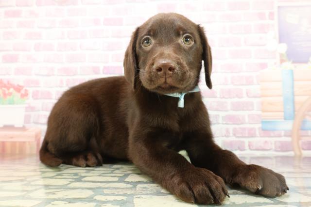 福島県のラブラドールレトリーバー (Coo&RIKUいわき店/2026年1月14日生まれ/男の子/チョコレート)の子犬の3枚目の画像