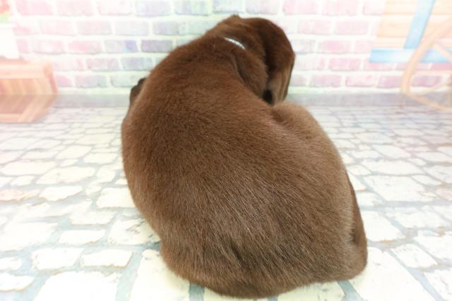 福島県のラブラドールレトリーバー (Coo&RIKUいわき店/2026年1月14日生まれ/男の子/チョコレート)の子犬の4枚目の画像