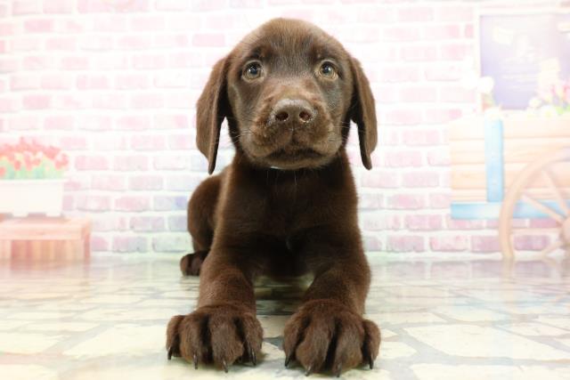 埼玉県のラブラドールレトリーバー (Coo&RIKUアニマルケアセンター大宮/2026年1月14日生まれ/男の子/チョコレート)の子犬の1枚目の画像