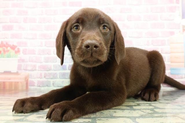 埼玉県のラブラドールレトリーバー (Coo&RIKUアニマルケアセンター大宮/2026年1月14日生まれ/男の子/チョコレート)の子犬の2枚目の画像