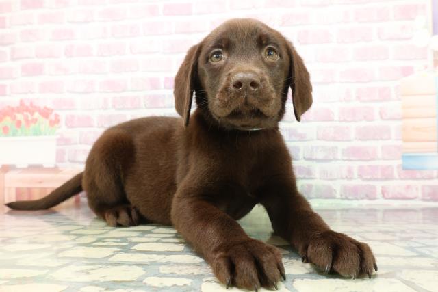 埼玉県のラブラドールレトリーバー (Coo&RIKUアニマルケアセンター大宮/2026年1月14日生まれ/男の子/チョコレート)の子犬の3枚目の画像