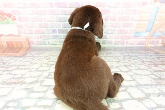 埼玉県のラブラドールレトリーバー (Coo&RIKUアニマルケアセンター大宮/2026年1月14日生まれ/男の子/チョコレート)の子犬の4枚目の画像