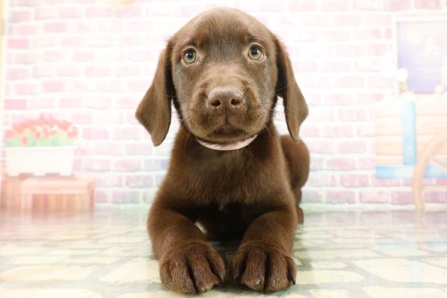 東京都のラブラドールレトリーバー (Coo&RIKU足立本店/2026年1月14日生まれ/女の子/チョコレート)の子犬