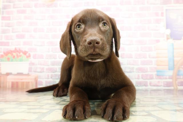 埼玉県のラブラドールレトリーバー (Coo&RIKUアニマルケアセンター大宮/2026年1月14日生まれ/女の子/チョコレート)の子犬の1枚目の画像