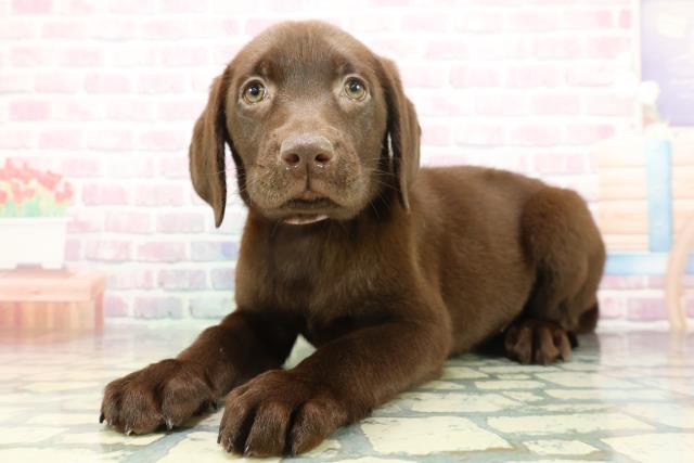 埼玉県のラブラドールレトリーバー (Coo&RIKUアニマルケアセンター大宮/2026年1月14日生まれ/女の子/チョコレート)の子犬の2枚目の画像