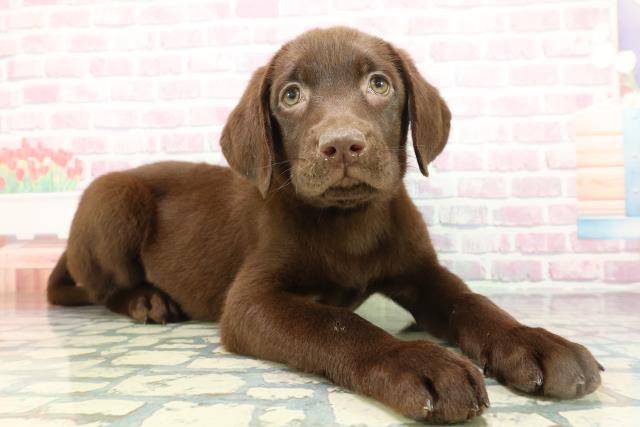 埼玉県のラブラドールレトリーバー (Coo&RIKUアニマルケアセンター大宮/2026年1月14日生まれ/女の子/チョコレート)の子犬の3枚目の画像