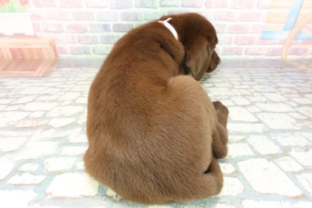 埼玉県のラブラドールレトリーバー (Coo&RIKUアニマルケアセンター大宮/2026年1月14日生まれ/女の子/チョコレート)の子犬の4枚目の画像