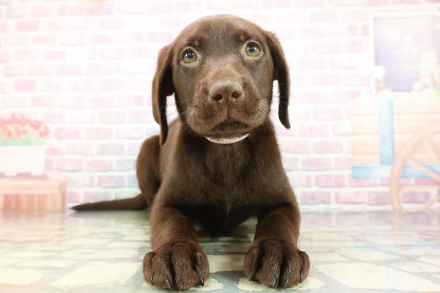 神奈川県のラブラドールレトリーバー (Coo&RIKU横須賀店/2026年1月14日生まれ/女の子/チョコレート)の子犬の1枚目の画像