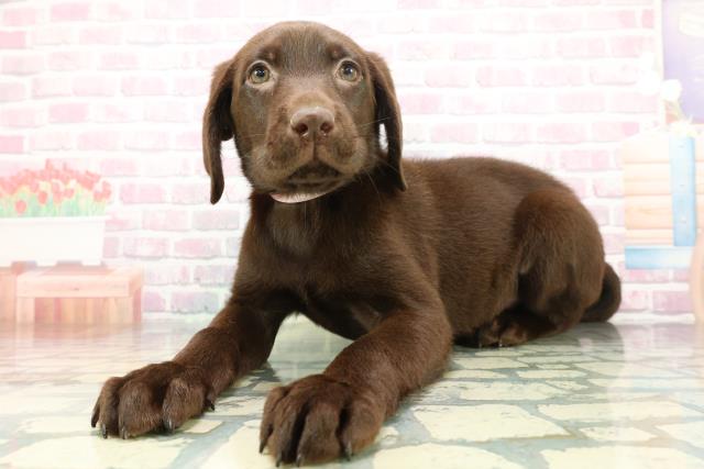 神奈川県のラブラドールレトリーバー (Coo&RIKU横須賀店/2026年1月14日生まれ/女の子/チョコレート)の子犬の2枚目の画像