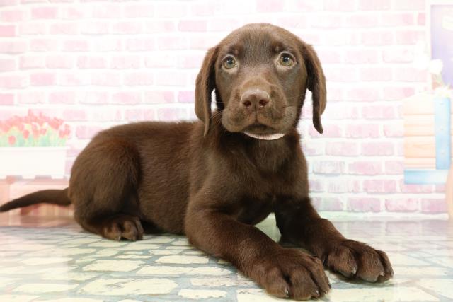 神奈川県のラブラドールレトリーバー (Coo&RIKU横須賀店/2026年1月14日生まれ/女の子/チョコレート)の子犬の3枚目の画像