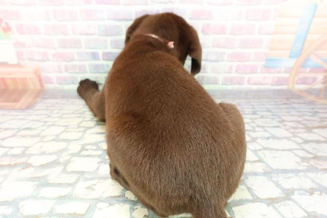 神奈川県のラブラドールレトリーバー (Coo&RIKU横須賀店/2026年1月14日生まれ/女の子/チョコレート)の子犬の4枚目の画像