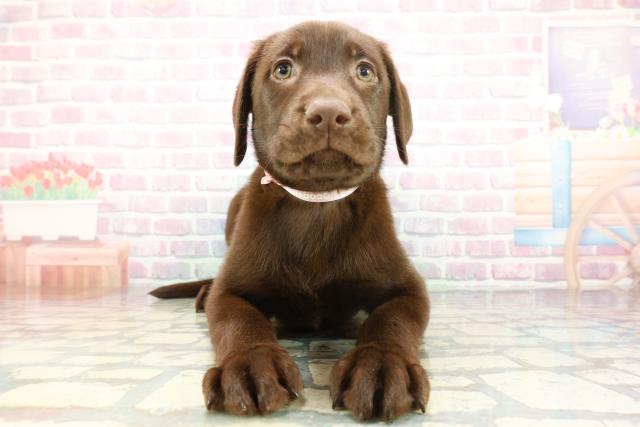 ラブラドール・レトリバー