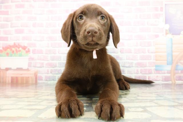 埼玉県のラブラドールレトリーバー (Coo&RIKUアニマルケアセンター大宮/2026年1月14日生まれ/女の子/チョコレート)の子犬の1枚目の画像