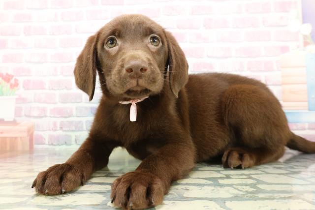 埼玉県のラブラドールレトリーバー (Coo&RIKUアニマルケアセンター大宮/2026年1月14日生まれ/女の子/チョコレート)の子犬の2枚目の画像