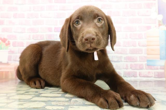 埼玉県のラブラドールレトリーバー (Coo&RIKUアニマルケアセンター大宮/2026年1月14日生まれ/女の子/チョコレート)の子犬の3枚目の画像