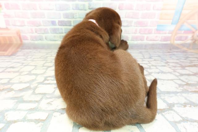 埼玉県のラブラドールレトリーバー (Coo&RIKUアニマルケアセンター大宮/2026年1月14日生まれ/女の子/チョコレート)の子犬の4枚目の画像