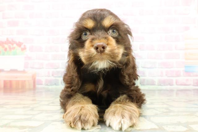 北海道のアメリカンコッカースパニエル (Coo&RIKU旭川店/2026年1月14日生まれ/男の子/チョコレートタン)の子犬の1枚目の画像