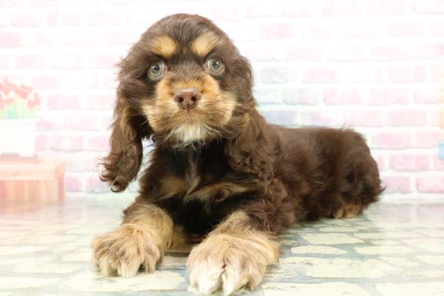 北海道のアメリカンコッカースパニエル (Coo&RIKU旭川店/2026年1月14日生まれ/男の子/チョコレートタン)の子犬の2枚目の画像