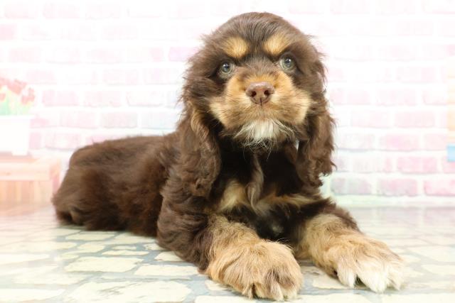 北海道のアメリカンコッカースパニエル (Coo&RIKU旭川店/2026年1月14日生まれ/男の子/チョコレートタン)の子犬の3枚目の画像