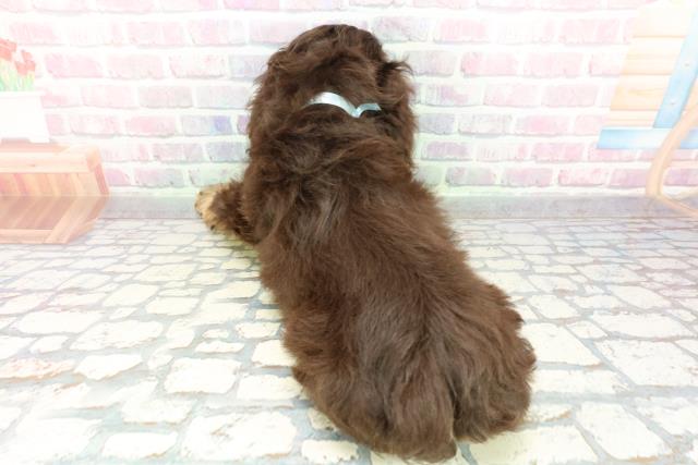 北海道のアメリカンコッカースパニエル (Coo&RIKU旭川店/2026年1月14日生まれ/男の子/チョコレートタン)の子犬の4枚目の画像