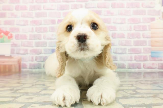 北海道のアメリカンコッカースパニエル (Coo&RIKU室蘭店/2026年1月14日生まれ/男の子/レッドホワイト)の子犬の1枚目の画像