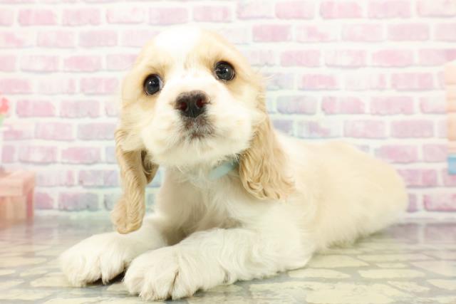 北海道のアメリカンコッカースパニエル (Coo&RIKU室蘭店/2026年1月14日生まれ/男の子/レッドホワイト)の子犬の2枚目の画像