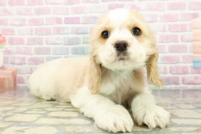 北海道のアメリカンコッカースパニエル (Coo&RIKU室蘭店/2026年1月14日生まれ/男の子/レッドホワイト)の子犬の3枚目の画像