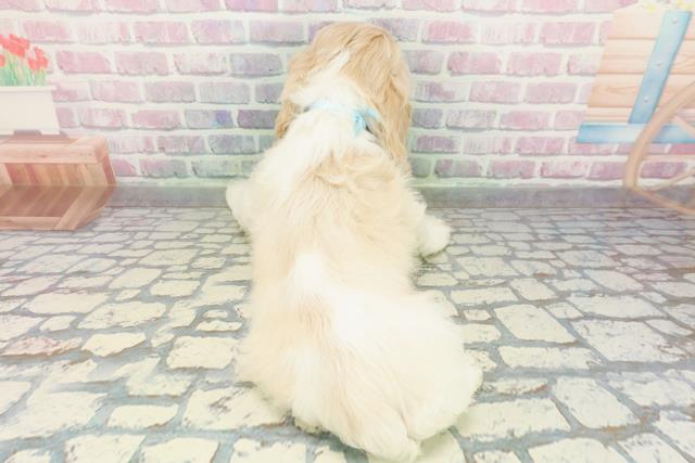 北海道のアメリカンコッカースパニエル (Coo&RIKU室蘭店/2026年1月14日生まれ/男の子/レッドホワイト)の子犬の4枚目の画像