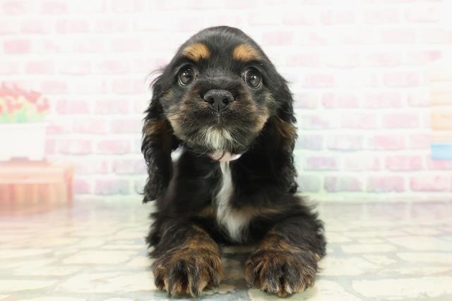 青森県のアメリカンコッカースパニエル (Coo&RIKU青森店/2026年1月14日生まれ/女の子/ブラックタンホワイト)の子犬の1枚目の画像