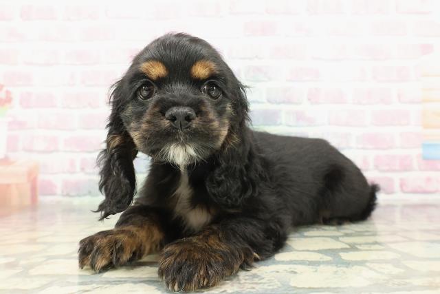 青森県のアメリカンコッカースパニエル (Coo&RIKU青森店/2026年1月14日生まれ/女の子/ブラックタンホワイト)の子犬の2枚目の画像