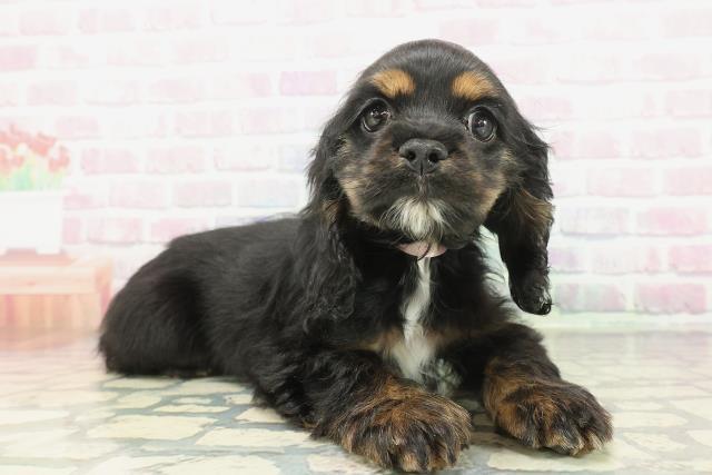 青森県のアメリカンコッカースパニエル (Coo&RIKU青森店/2026年1月14日生まれ/女の子/ブラックタンホワイト)の子犬の3枚目の画像