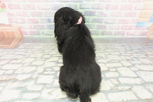 青森県のアメリカンコッカースパニエル (Coo&RIKU青森店/2026年1月14日生まれ/女の子/ブラックタンホワイト)の子犬の4枚目の画像