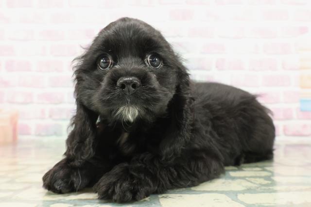 秋田県のアメリカンコッカースパニエル (Coo&RIKU秋田店/2026年1月14日生まれ/女の子/ブラックホワイト)の子犬の2枚目の画像