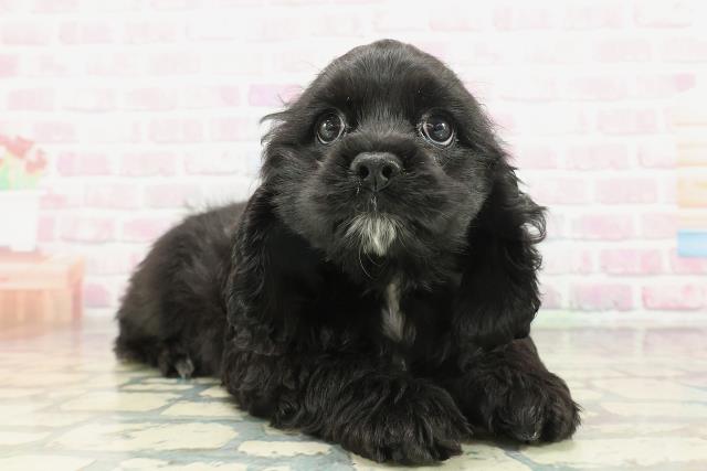 秋田県のアメリカンコッカースパニエル (Coo&RIKU秋田店/2026年1月14日生まれ/女の子/ブラックホワイト)の子犬の3枚目の画像