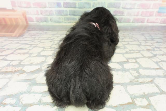 秋田県のアメリカンコッカースパニエル (Coo&RIKU秋田店/2026年1月14日生まれ/女の子/ブラックホワイト)の子犬の4枚目の画像