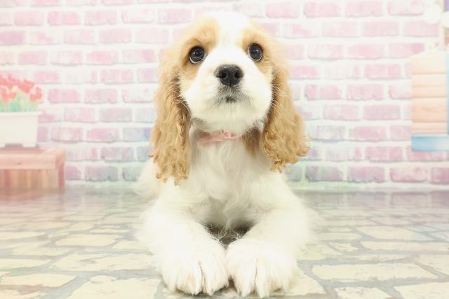 岩手県のアメリカンコッカースパニエル (Coo&RIKU一関店/2026年1月14日生まれ/女の子/レッドホワイト)の子犬の1枚目の画像