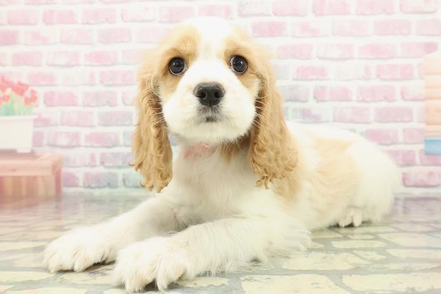 岩手県のアメリカンコッカースパニエル (Coo&RIKU一関店/2026年1月14日生まれ/女の子/レッドホワイト)の子犬の2枚目の画像