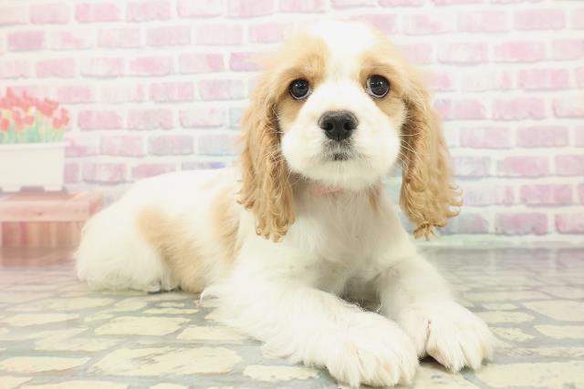 岩手県のアメリカンコッカースパニエル (Coo&RIKU一関店/2026年1月14日生まれ/女の子/レッドホワイト)の子犬の3枚目の画像