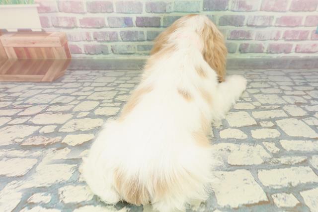 岩手県のアメリカンコッカースパニエル (Coo&RIKU一関店/2026年1月14日生まれ/女の子/レッドホワイト)の子犬の4枚目の画像