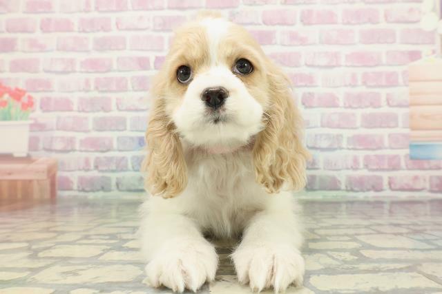 大分県のアメリカンコッカースパニエル (Coo&RIKU大分店/2026年1月14日生まれ/女の子/レッドホワイト)の子犬の1枚目の画像