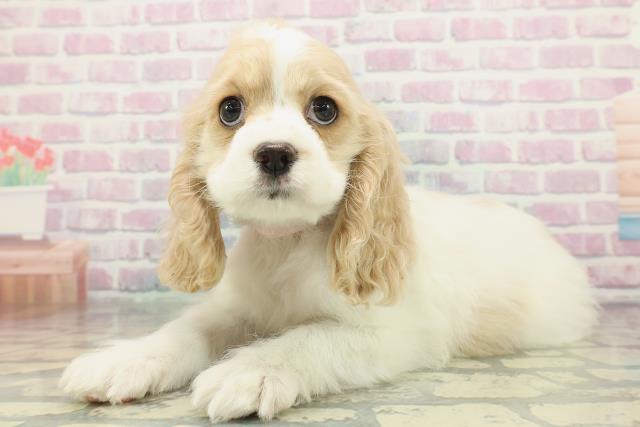 大分県のアメリカンコッカースパニエル (Coo&RIKU大分店/2026年1月14日生まれ/女の子/レッドホワイト)の子犬の2枚目の画像