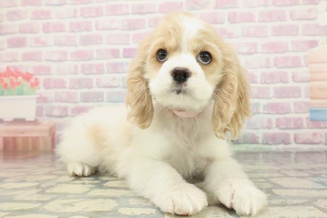 大分県のアメリカンコッカースパニエル (Coo&RIKU大分店/2026年1月14日生まれ/女の子/レッドホワイト)の子犬の3枚目の画像