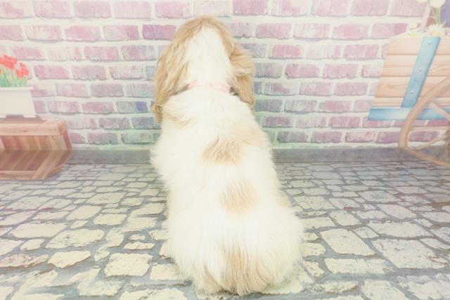 大分県のアメリカンコッカースパニエル (Coo&RIKU大分店/2026年1月14日生まれ/女の子/レッドホワイト)の子犬の4枚目の画像