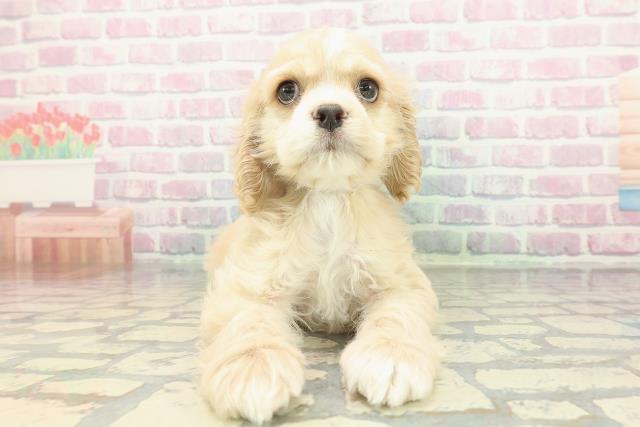 アメリカン・コッカースパニエル