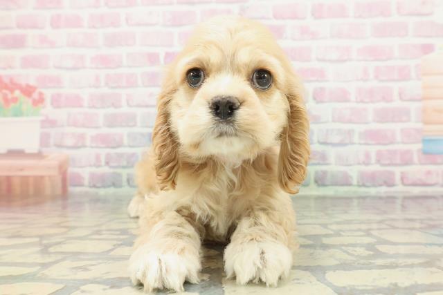 埼玉県のアメリカンコッカースパニエル (Coo&RIKUアニマルケアセンター大宮/2026年1月16日生まれ/女の子/バフ)の子犬の1枚目の画像