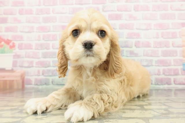 埼玉県のアメリカンコッカースパニエル (Coo&RIKUアニマルケアセンター大宮/2026年1月16日生まれ/女の子/バフ)の子犬の2枚目の画像