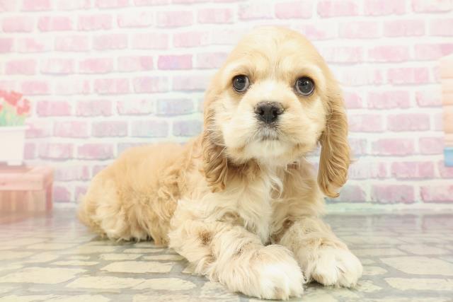 埼玉県のアメリカンコッカースパニエル (Coo&RIKUアニマルケアセンター大宮/2026年1月16日生まれ/女の子/バフ)の子犬の3枚目の画像